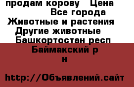 продам корову › Цена ­ 70 000 - Все города Животные и растения » Другие животные   . Башкортостан респ.,Баймакский р-н